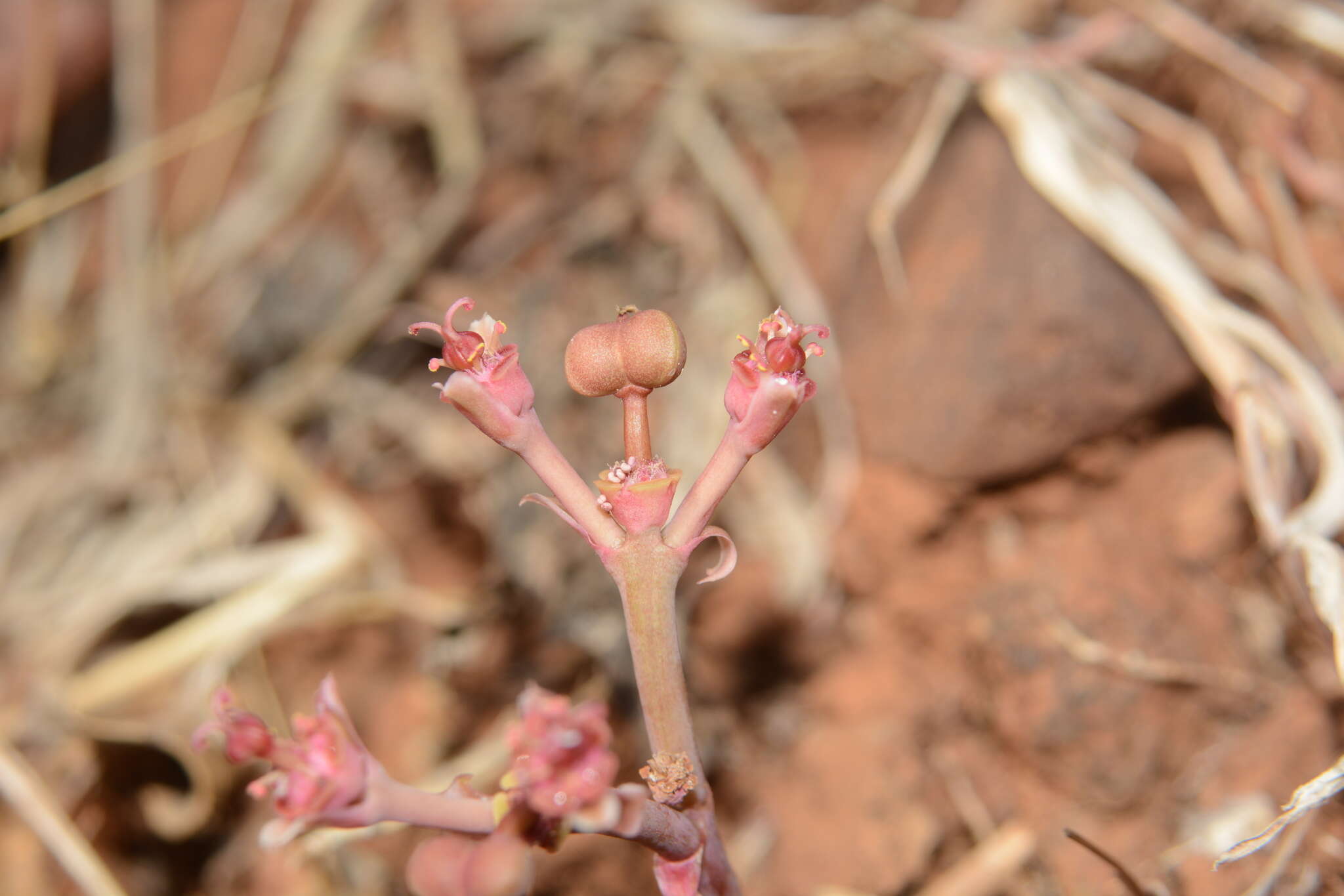 Image of Euphorbia fusiformis var. khandallensis (Blatt. & Hallb.) Binojk. & N. P. Balakr.