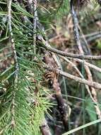 Image of Dolichovespula alpicola Eck 1984