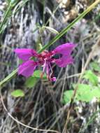 Imagem de Clarkia mildrediae subsp. lutescens L. D. Gottlieb & L. P. Janeway