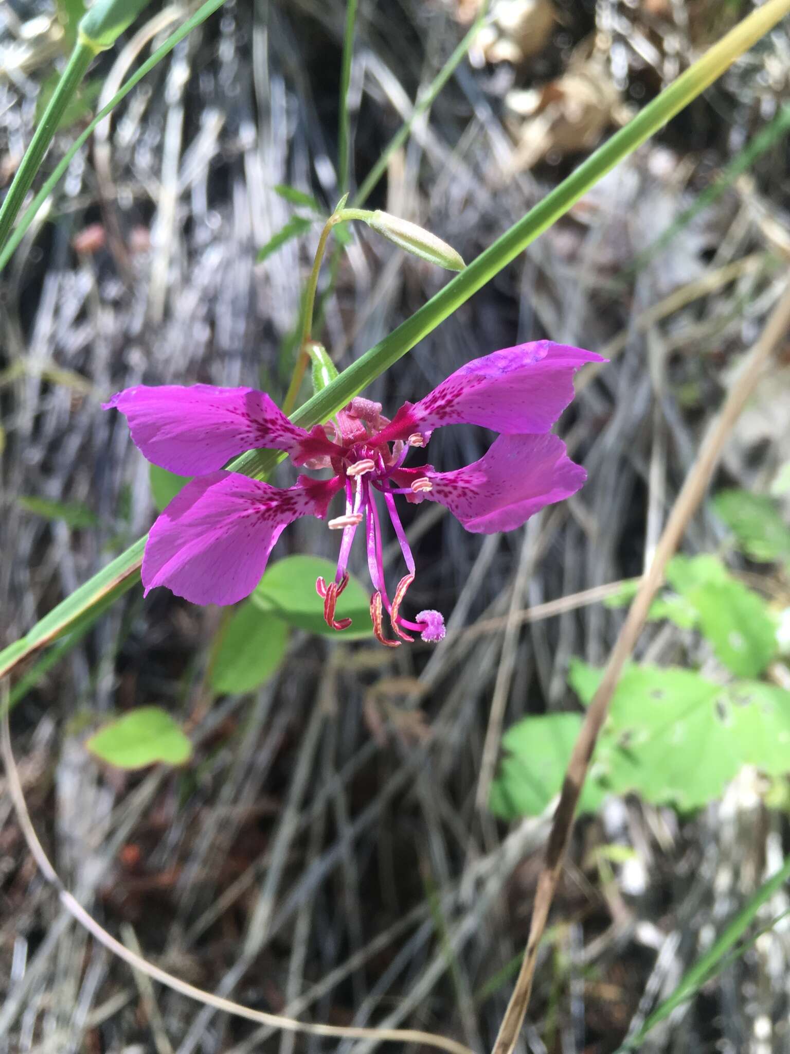 Imagem de Clarkia mildrediae subsp. lutescens L. D. Gottlieb & L. P. Janeway