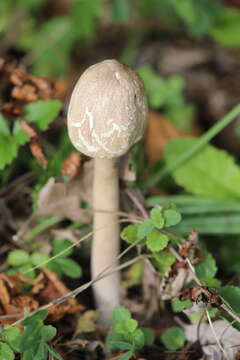 Image of Macrolepiota excoriata (Schaeff.) Wasser 1978