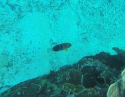 Image of Harlequin Tuskfish