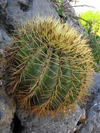 Ferocactus glaucescens (DC.) Britton & Rose resmi