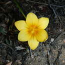 Image of Romulea austinii E. Phillips