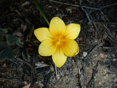 Image of Romulea austinii E. Phillips