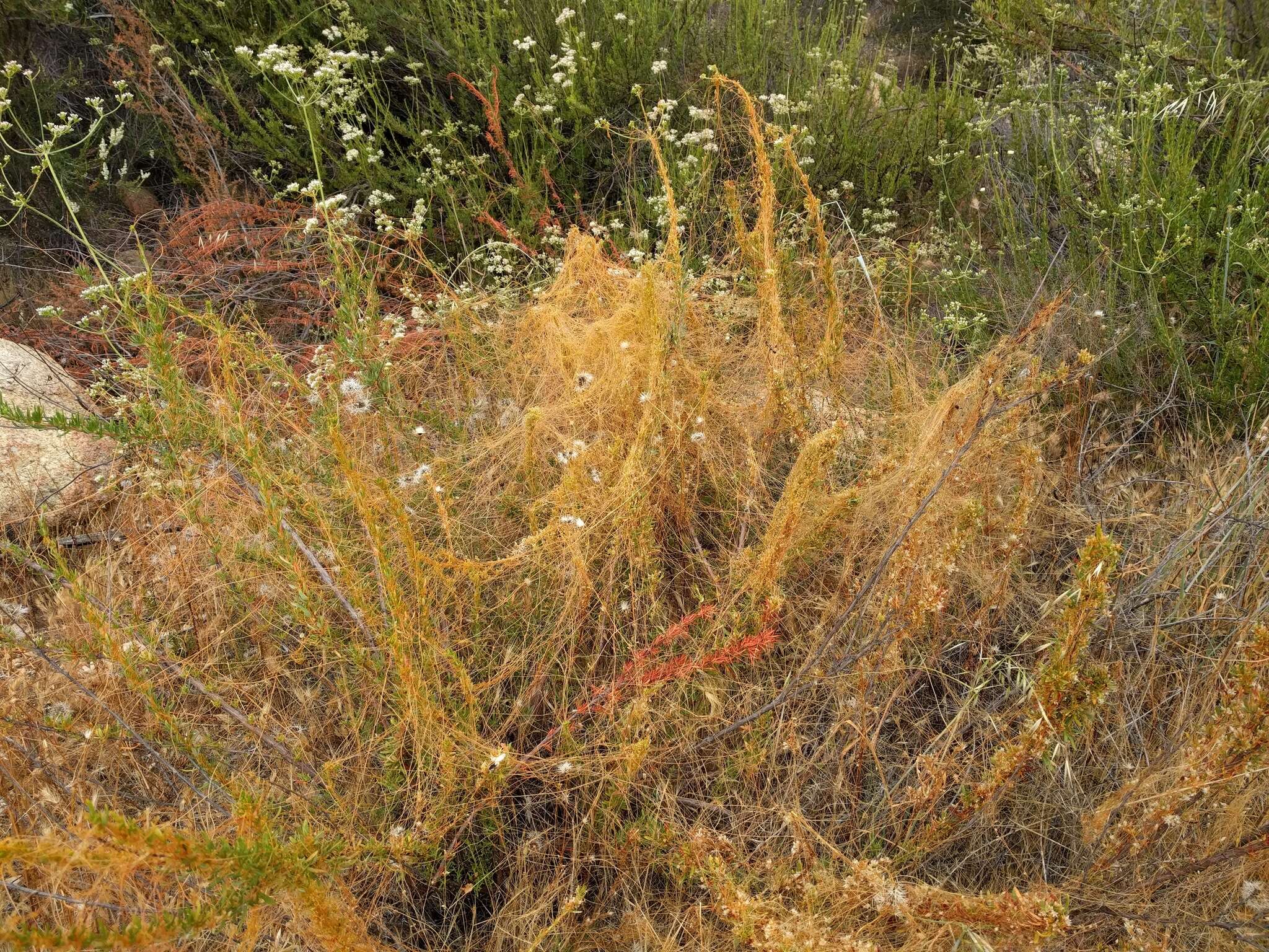 Image of chaparral dodder