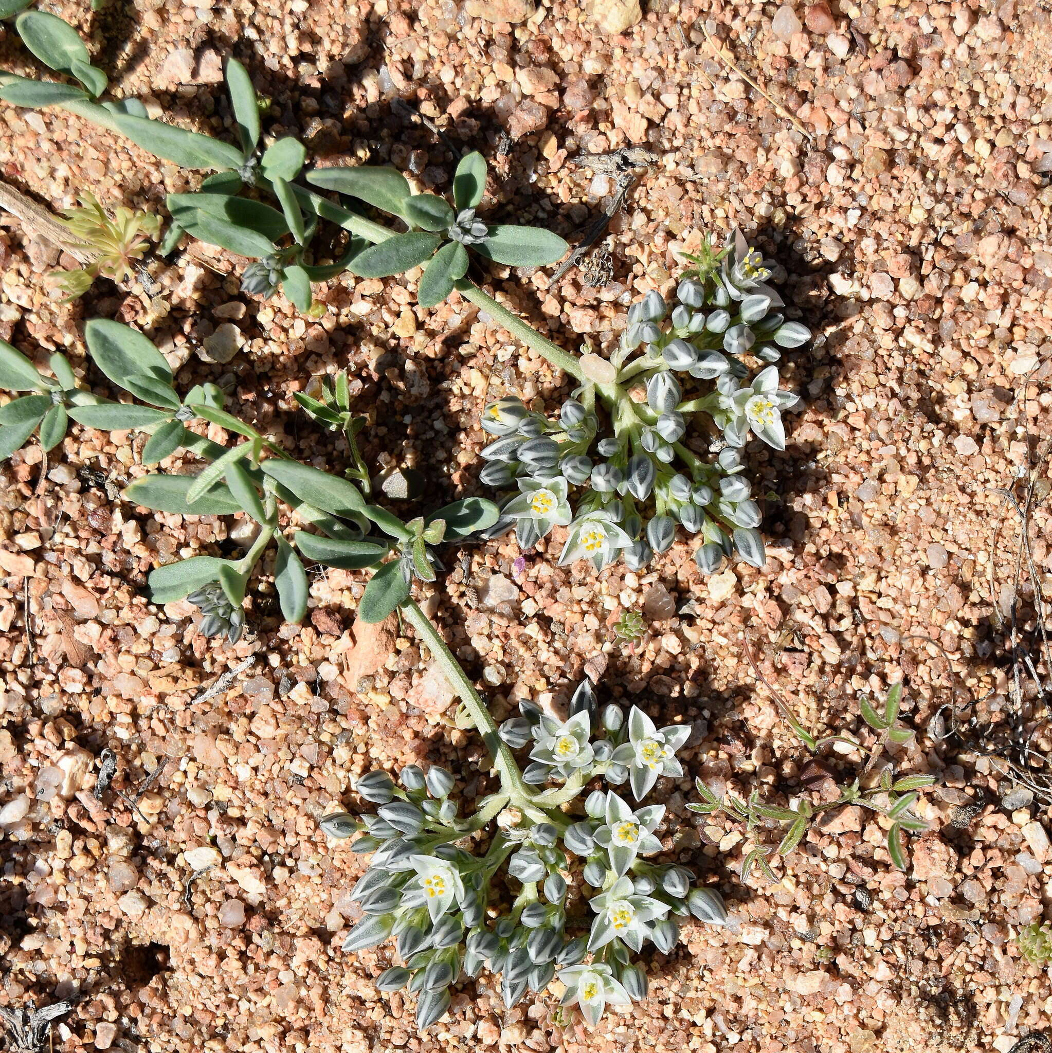 Image of Limeum africanum L.