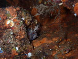 Image of Decorated Warbonnet