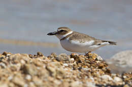 Charadrius wilsonia Ord 1814 resmi