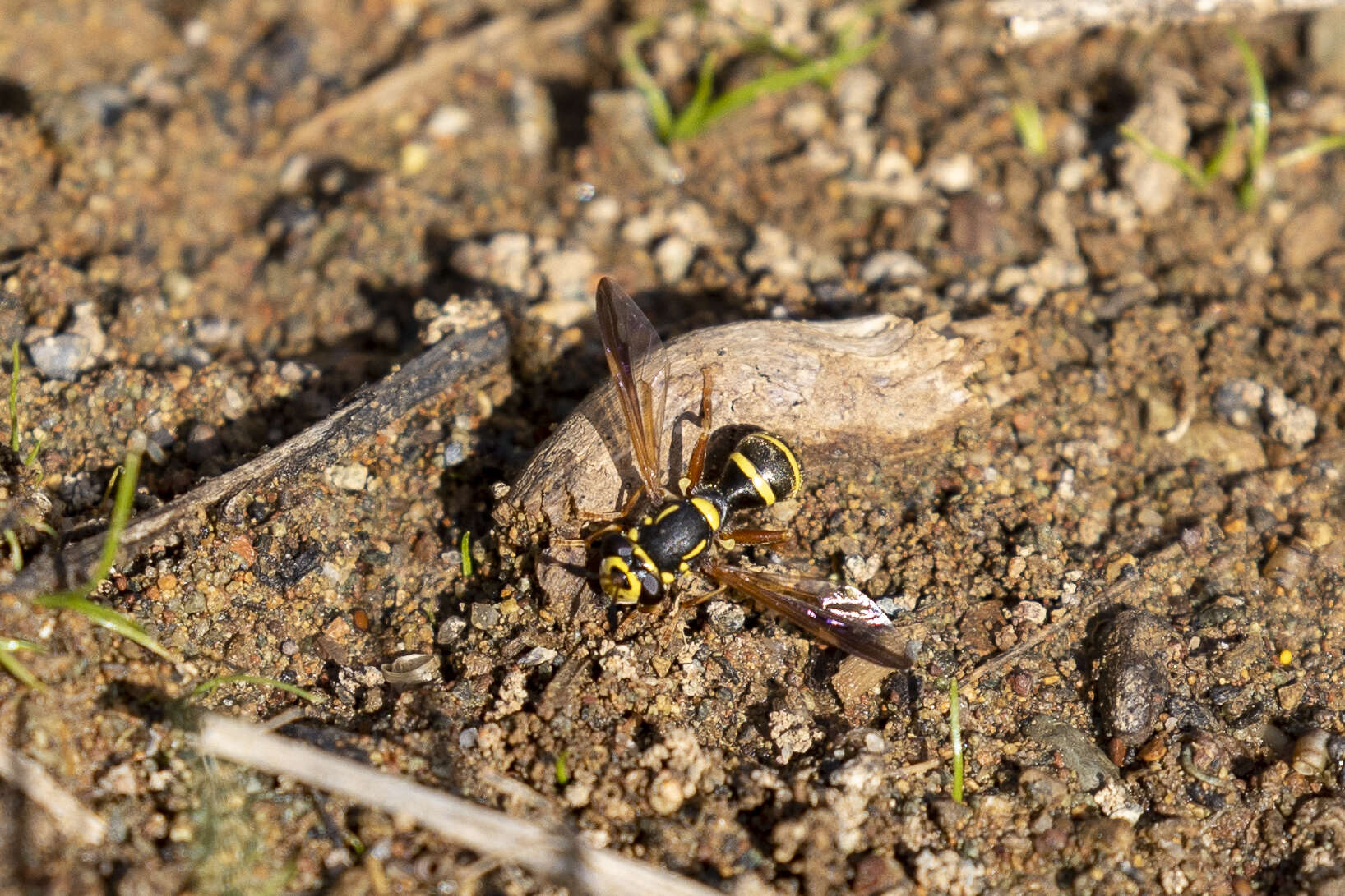 Image of Sphiximorpha durani