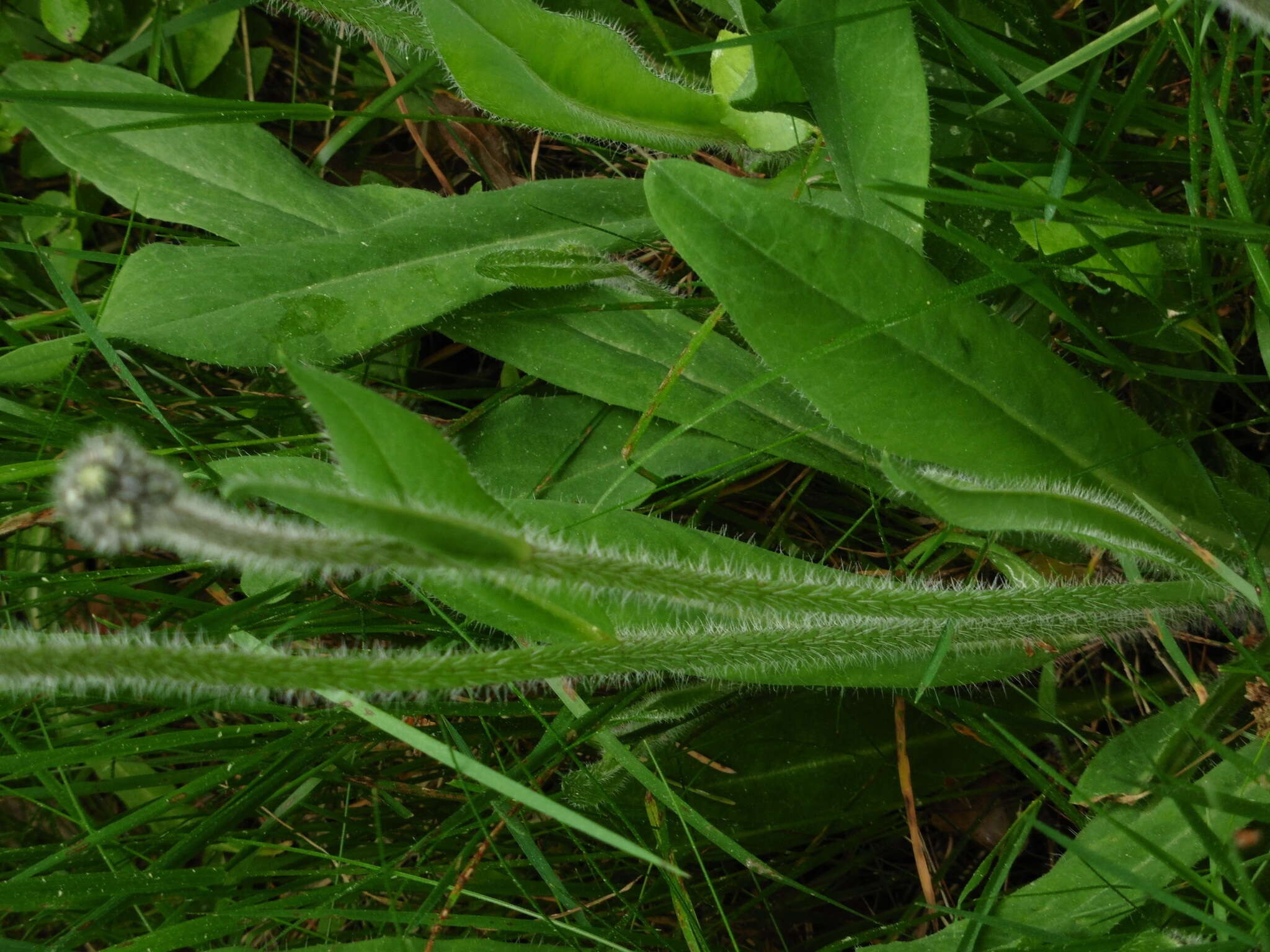 Image of Pilosella cymosa (L.) Sch. Bip., F. W. Schultz & Sch. Bip.