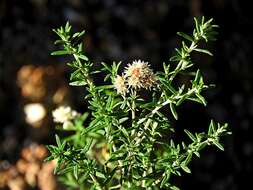 Cassinia aculeata (Labill.) R. Br. resmi