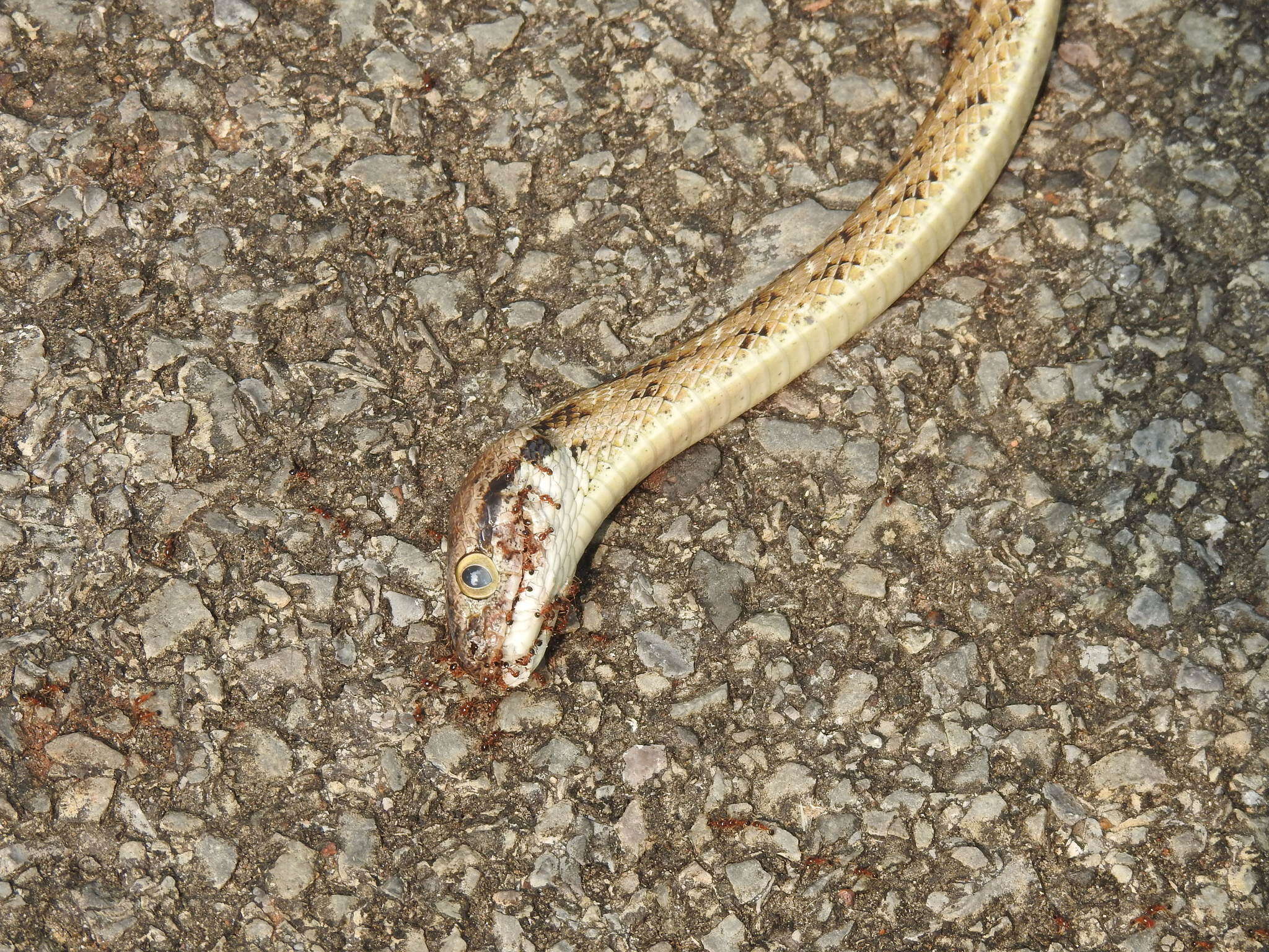 Image of Forsten's Cat Snake