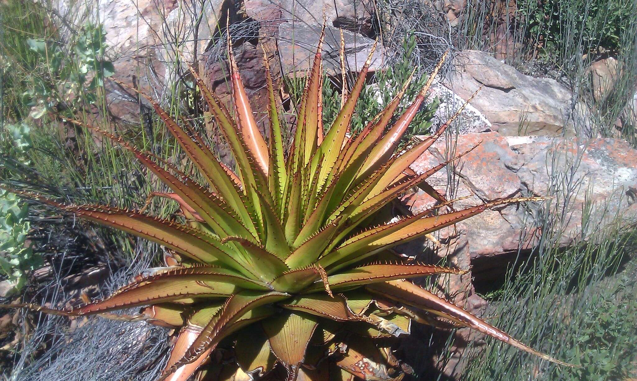 Image of Aloe lineata var. muirii (Marloth) Reynolds