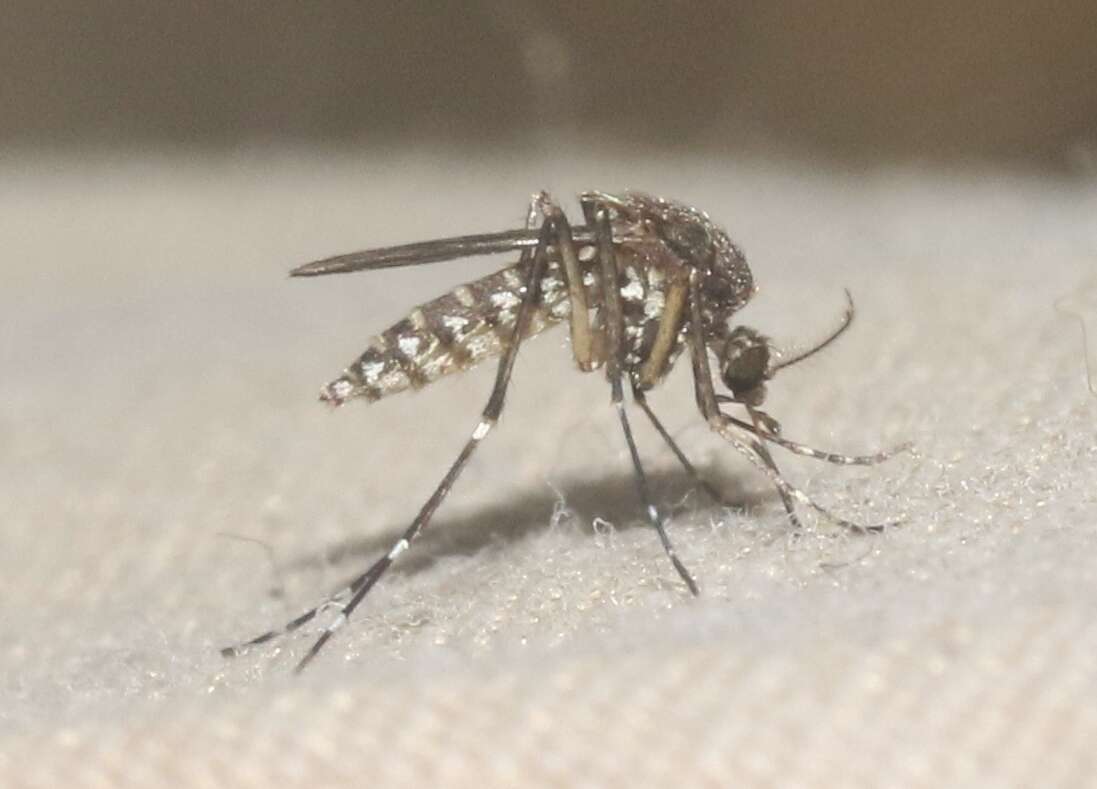 Image de Aedes taeniorhynchus (Wiedemann 1821)