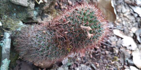 Image de Mammillaria rekoi (Britton & Rose) Vaupel