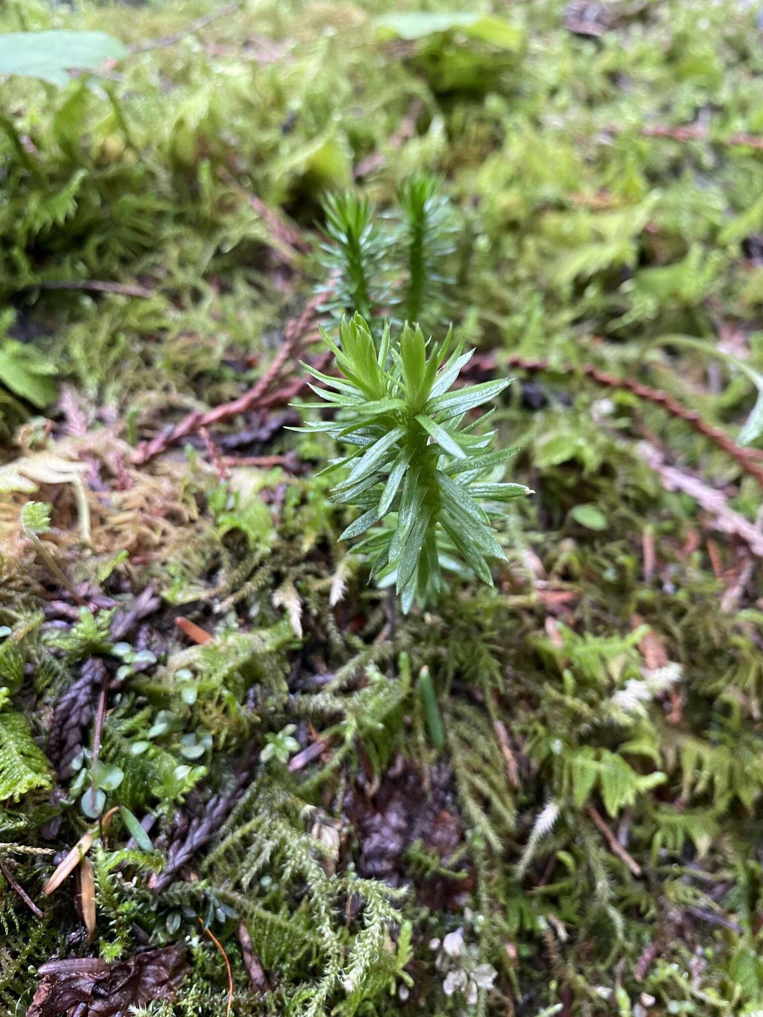 Image of western clubmoss