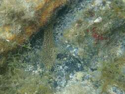 Image of Masquerader hairy blenny