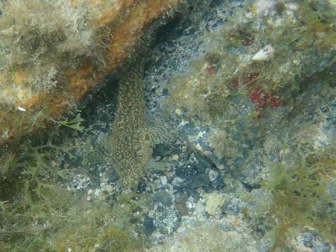 Imagem de Labrisomus conditus Sazima, Carvalho-Filho, Gasparini & Sazima 2009