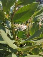 Image of Broad Bean