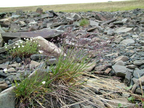 Image of arctic bluegrass