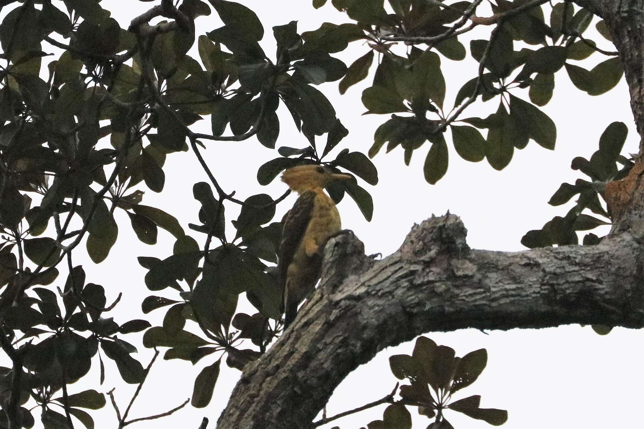 Image of Cream-colored Woodpecker