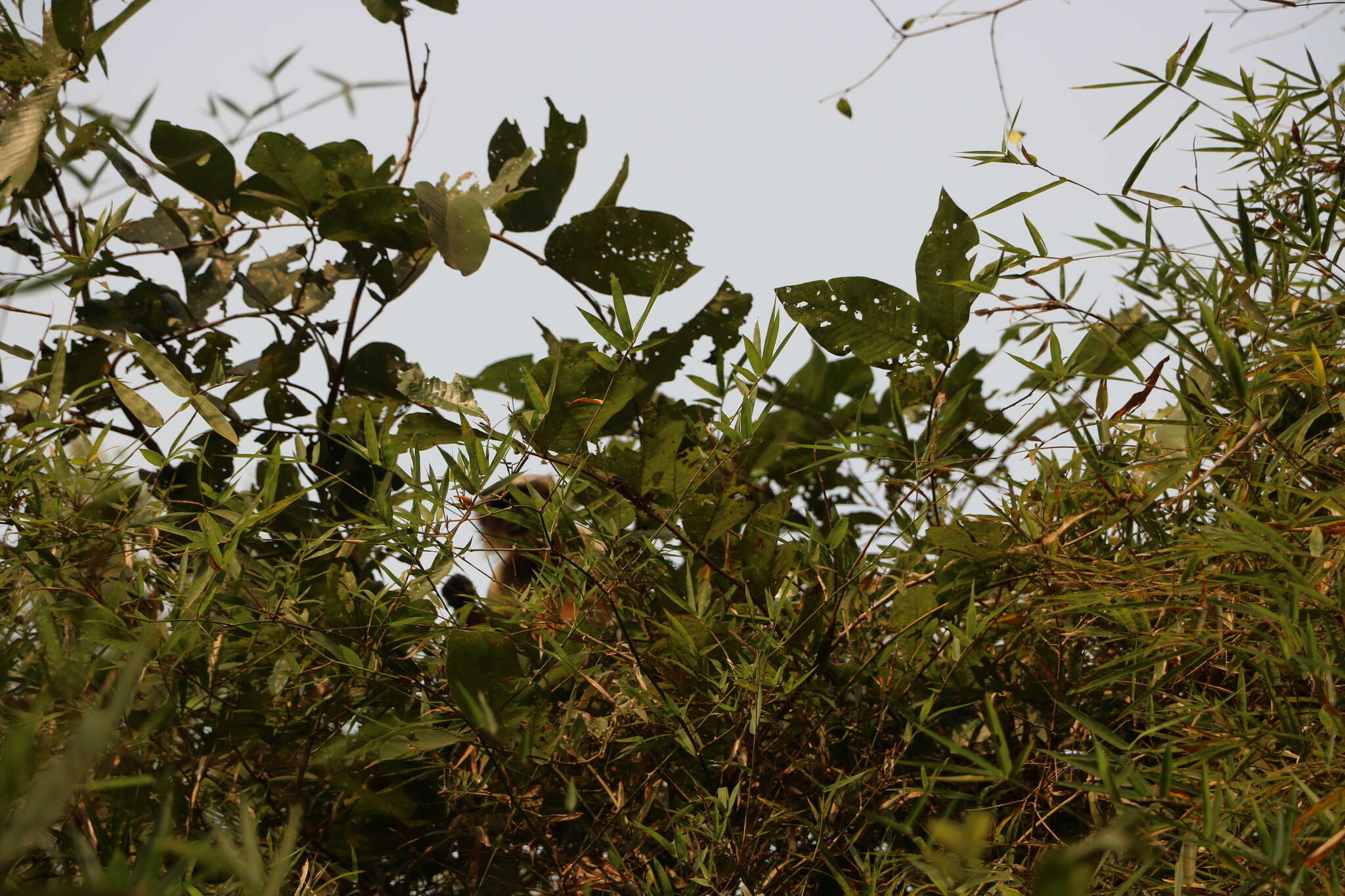 Image of Dussumier's Malabar Langur