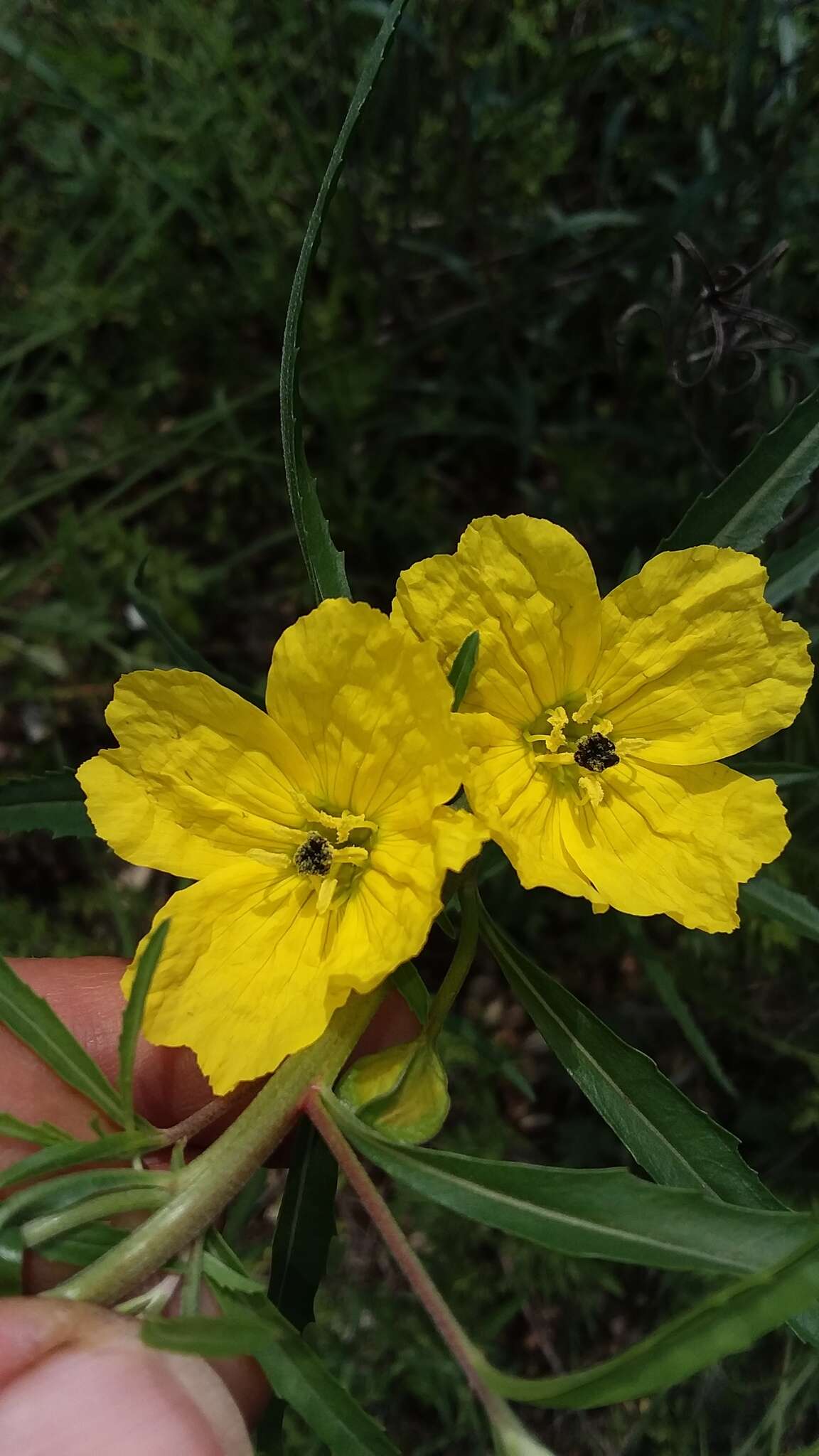 Oenothera berlandieri subsp. pinifolia (Engelm.) W. L. Wagner & Hoch resmi