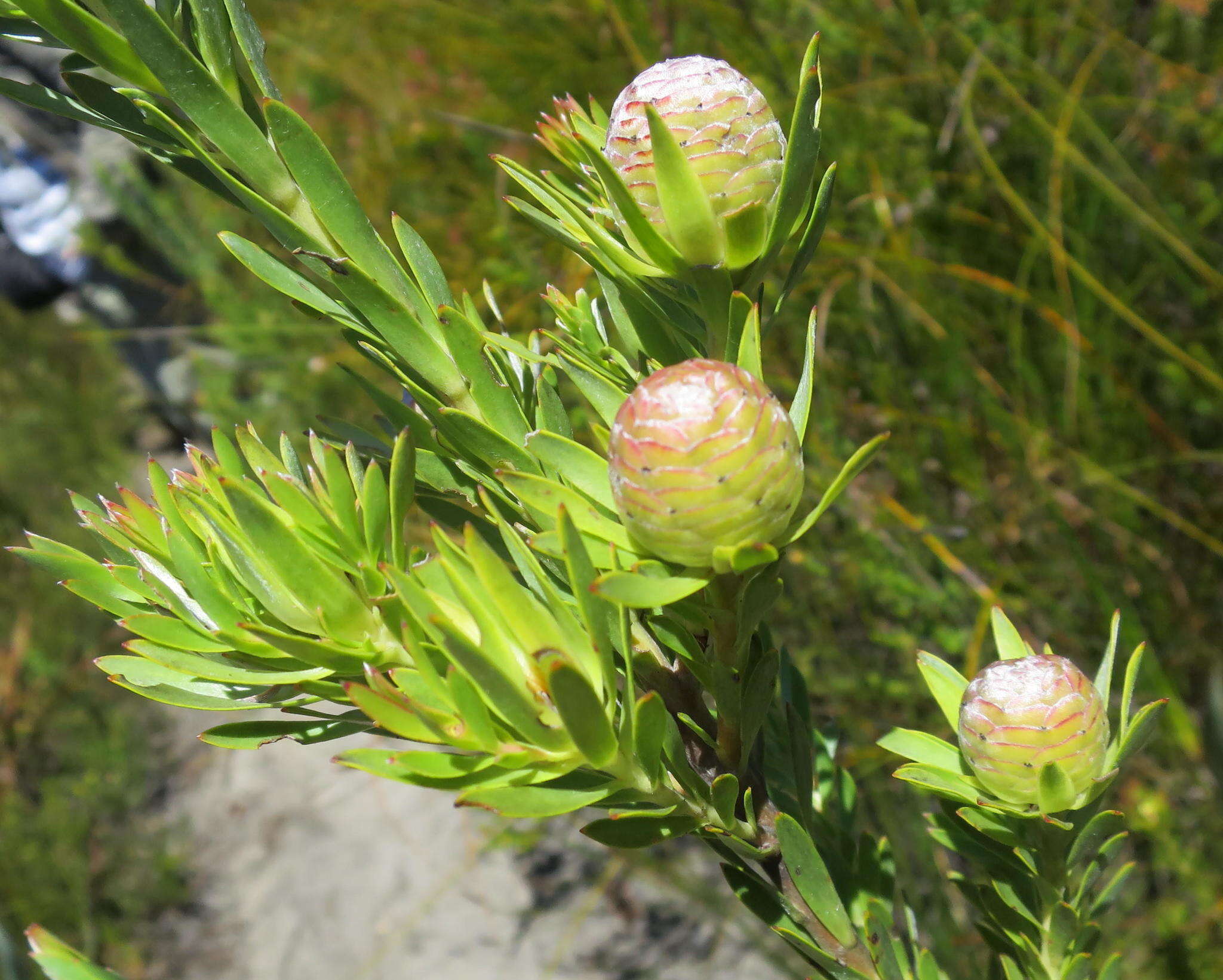 Image of Leucadendron uliginosum subsp. glabratum I. J. M Williams