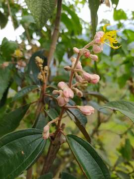 Image of Miconia dodecandra (Desr.) Cogn.