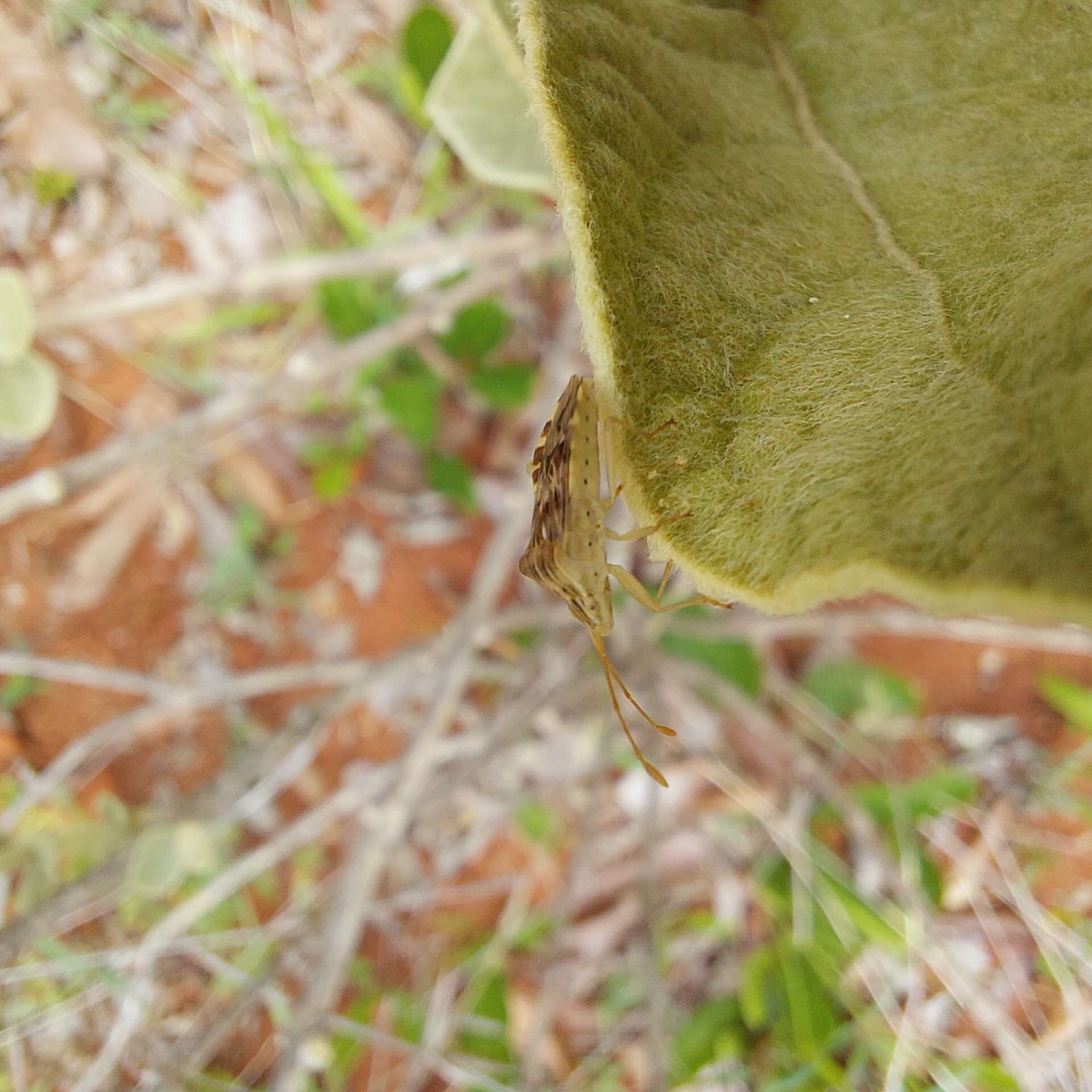 Image of Cebrenis cauta Brailovsky 1995