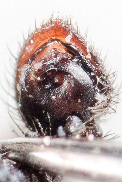Image of Ozyptila tuberosa