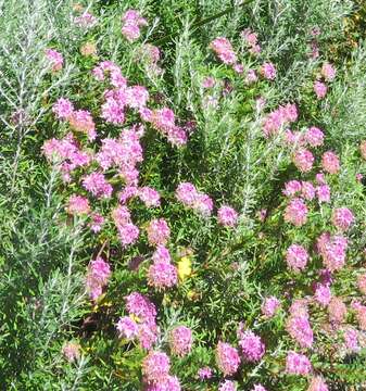 Image of Pimelea rosea R. Br.