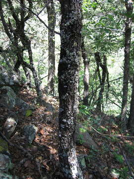 Image of Quercus sideroxyla Bonpl.