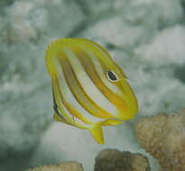 Image of Rainford's Butterflyfish