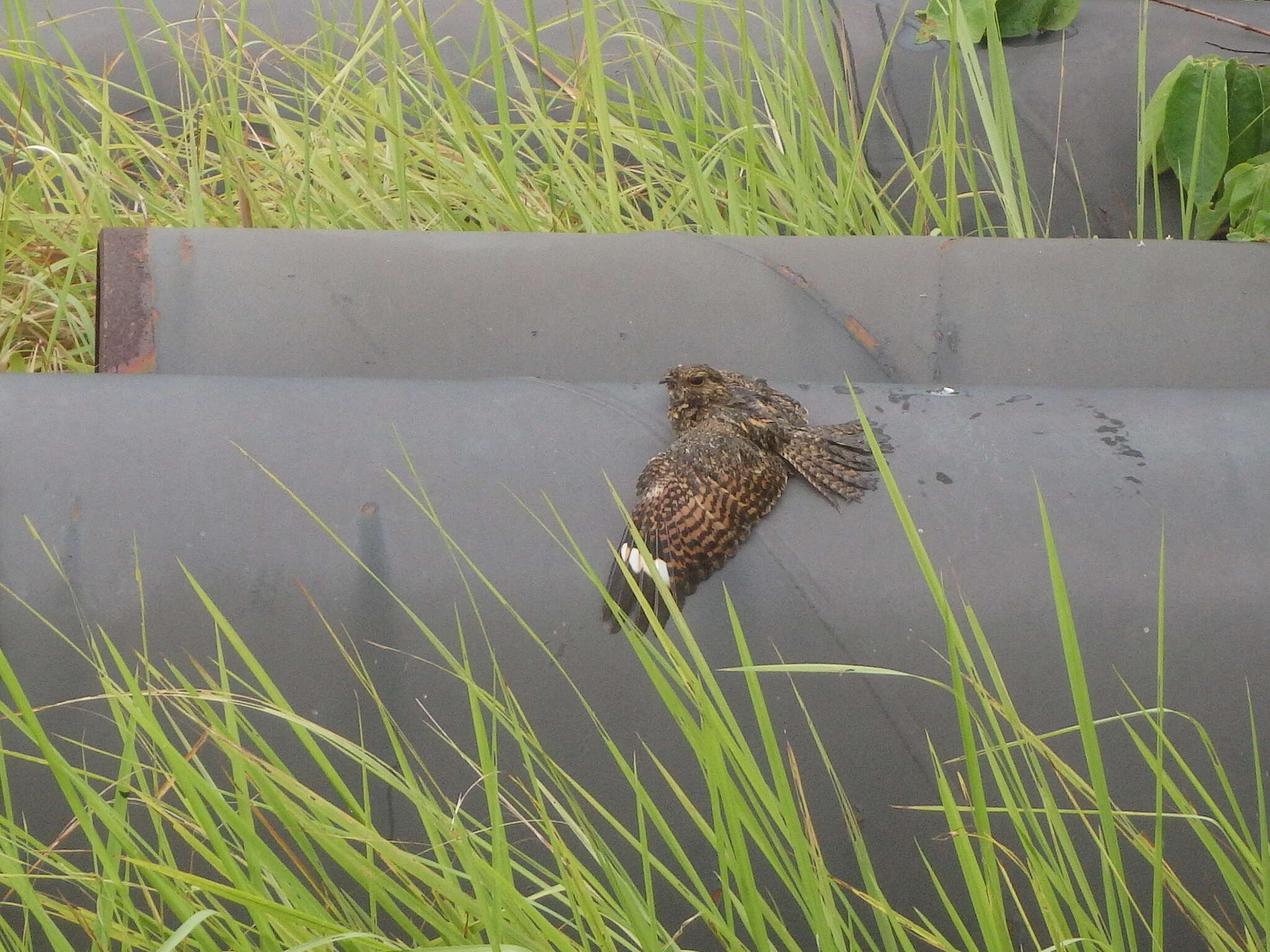 Image of Savanna Nightjar