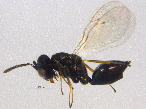 Image of Thinodytes