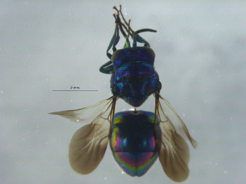 Image of Pseudomalus Ashmead 1902