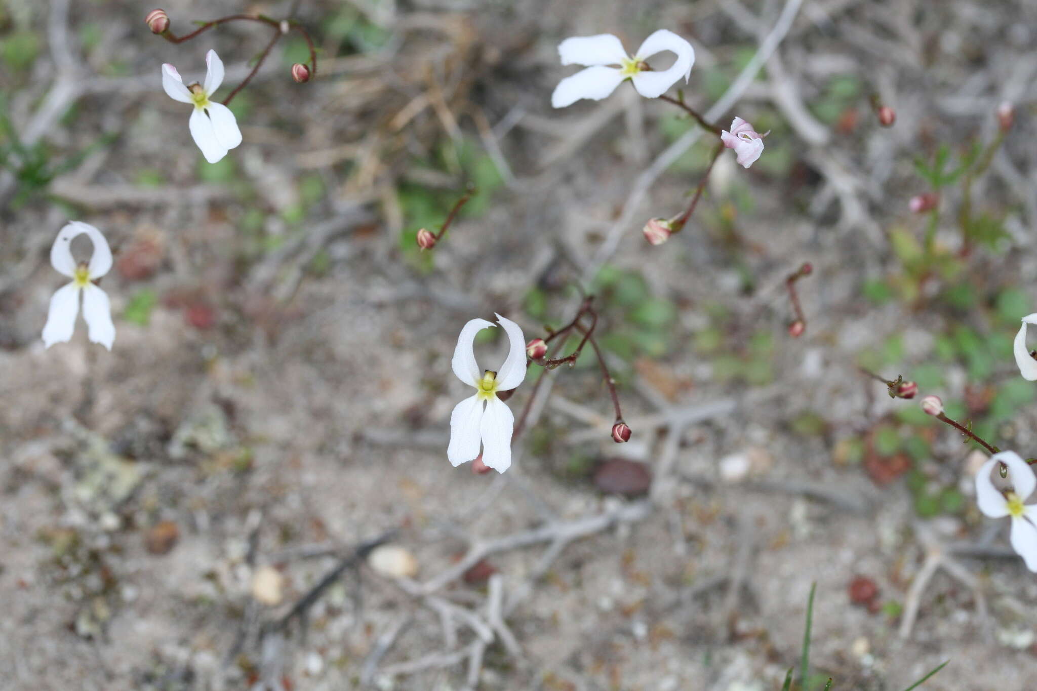 Image de Stylidium decipiens (Carlquist) Wege