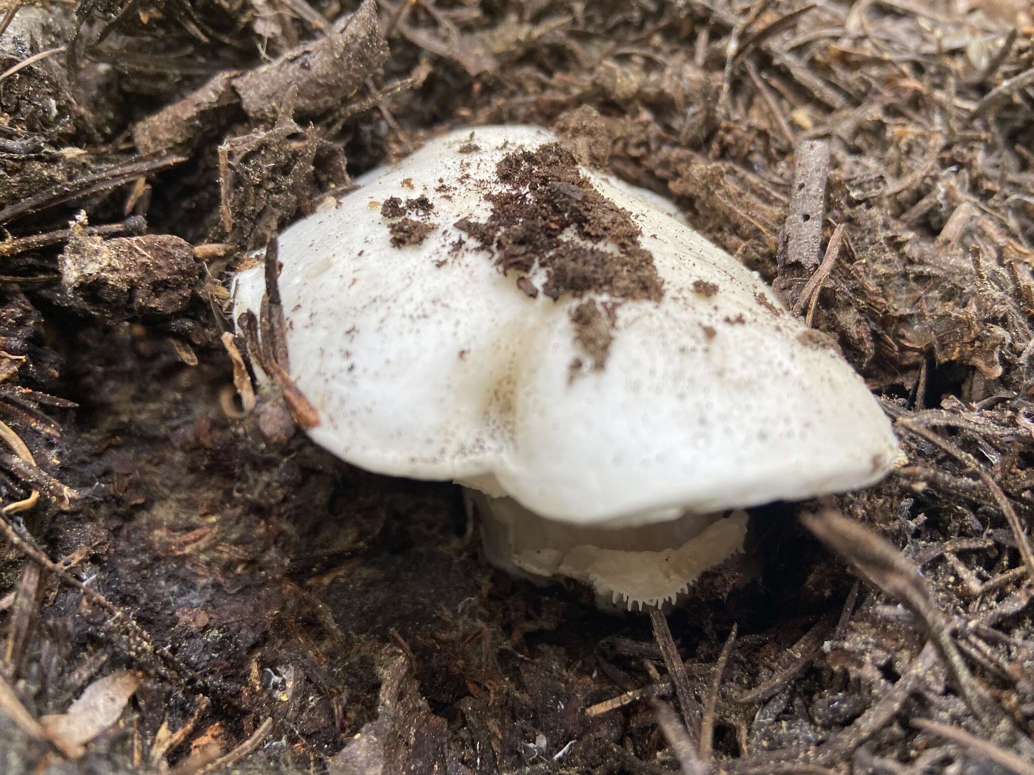 Слика од Hygrophorus subalpinus A. H. Sm. 1941