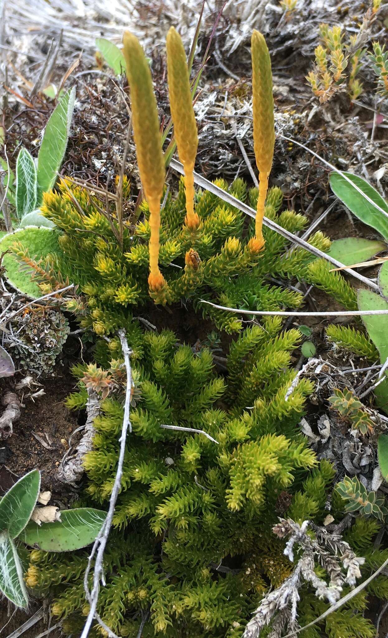 Imagem de Austrolycopodium fastigiatum (R. Br.) Holub