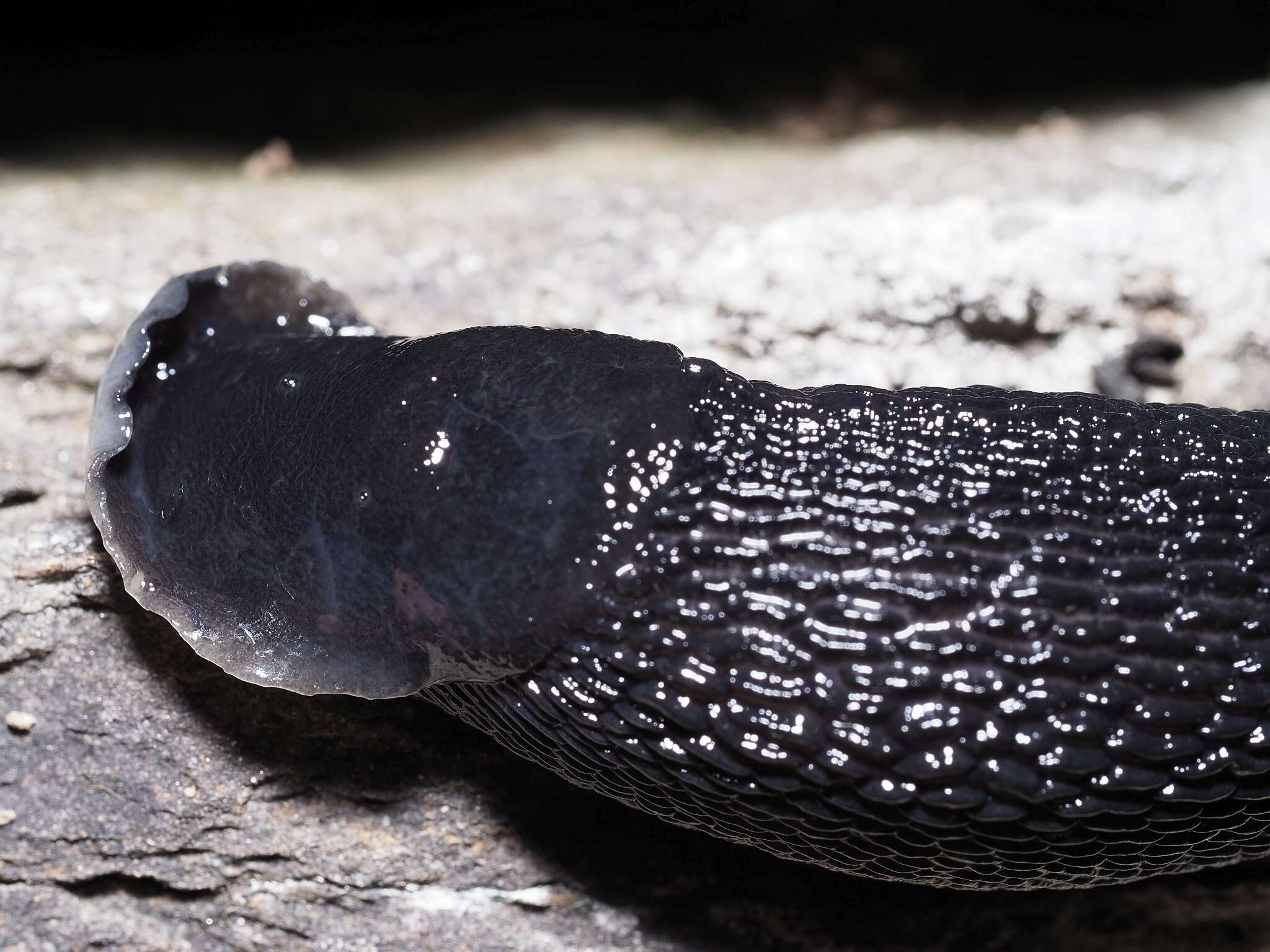 Image of Limax erythrus Bourguignat 1864