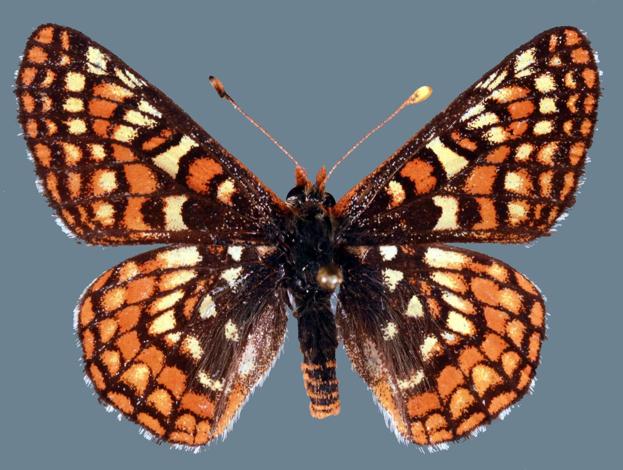 Imagem de Euphydryas editha lehmani Gunder 1929