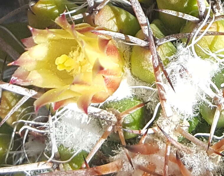 Image of Mammillaria karwinskiana subsp. karwinskiana