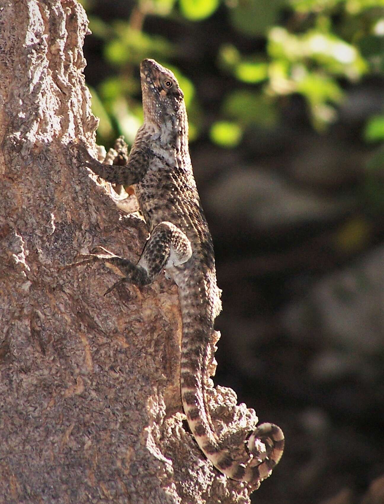 صورة Leiocephalus carinatus aquarius Schwartz & Ogren 1956