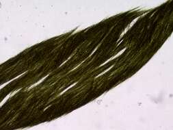 Image of Aphanizomenon flos-aquae