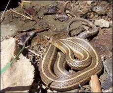 Image of Shorthead Garter Snake