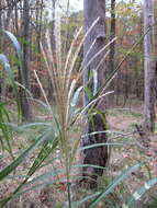 Imagem de Miscanthus sinensis Andersson