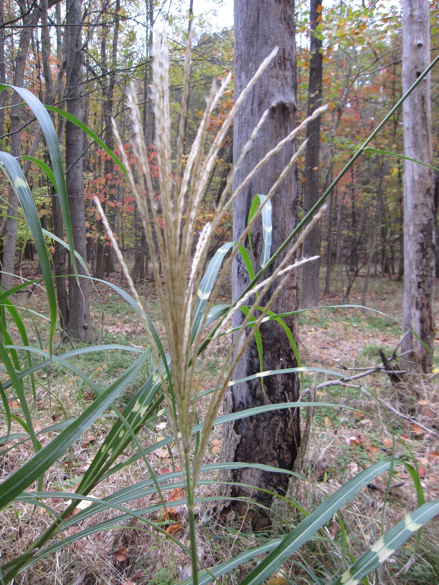 Imagem de Miscanthus sinensis Andersson