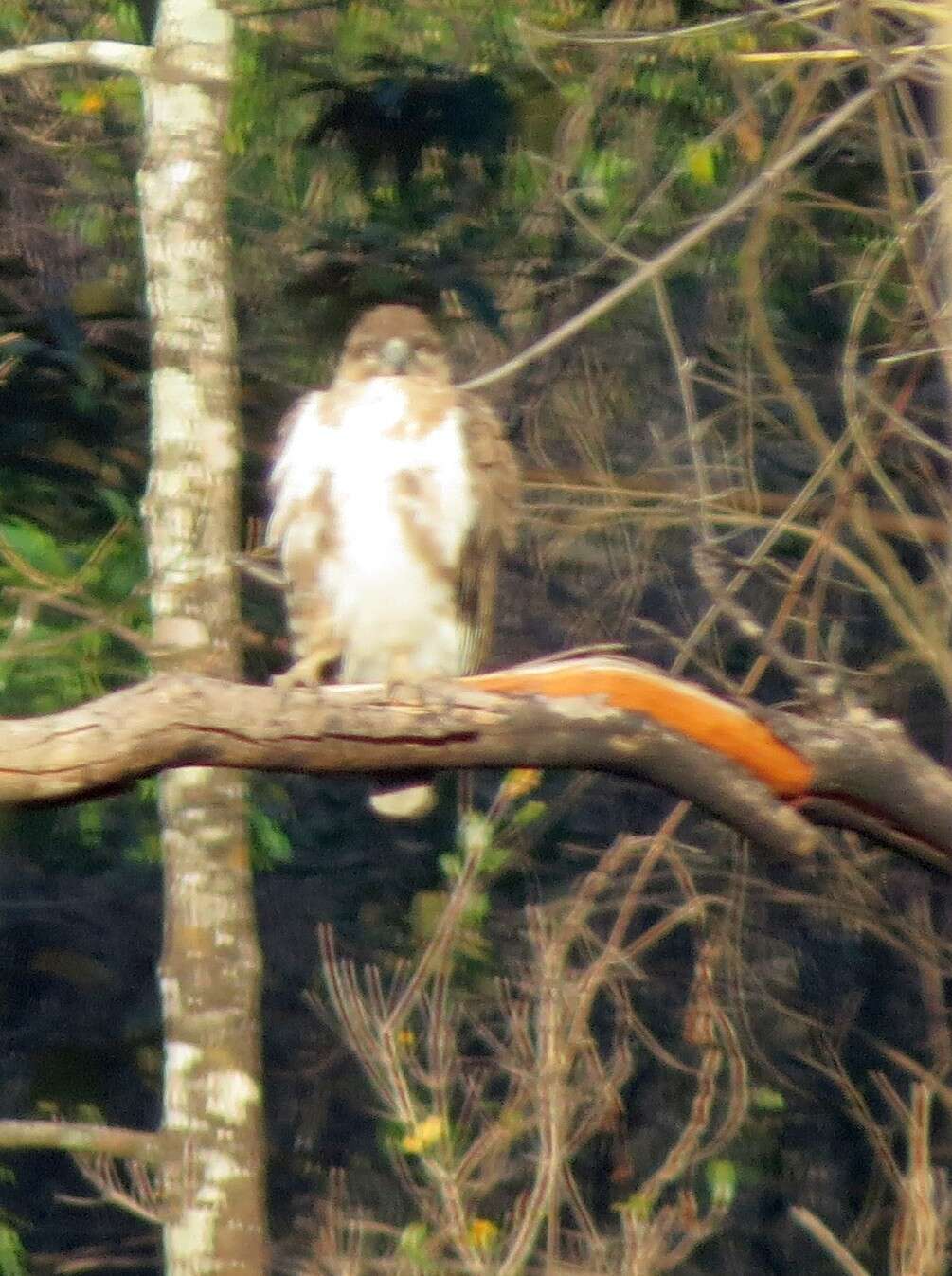 Image de Baza malgache